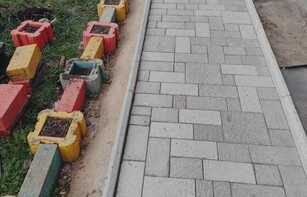 БРУСЧАТКА ЕВРОПЕЙСКАЯ