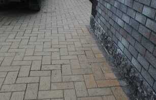 БРУСЧАТКА ЕВРОПЕЙСКАЯ