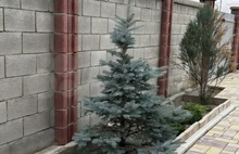 Брусчатка Европейская желтая и коричневая