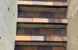 БРУСЧАТКА ЕВРОПЕЙСКАЯ