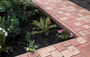 БРУСЧАТКА ЕВРОПЕЙСКАЯ