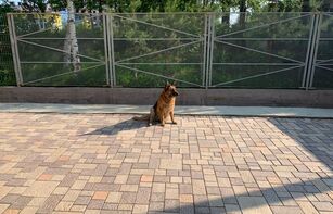 БРУСЧАТКА ЕВРОПЕЙСКАЯ