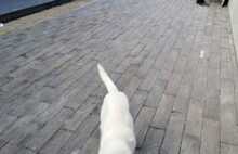 Корабельная морёный дуб (Тёмный кислотный)