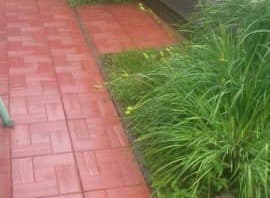 Калифорния дерево