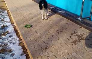 Брусчатка Бердь